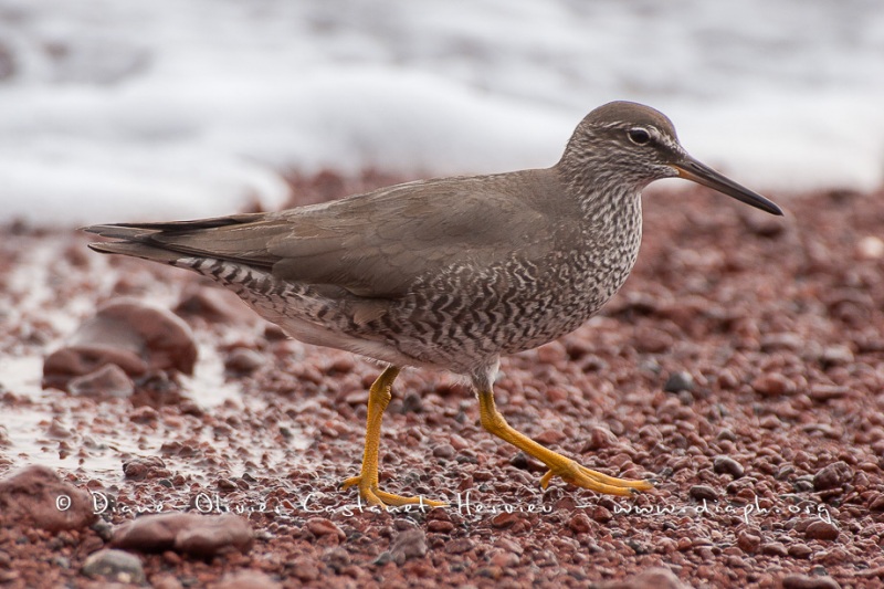 Chevalier de Baird (Calidris bairdii) - îles Galapago