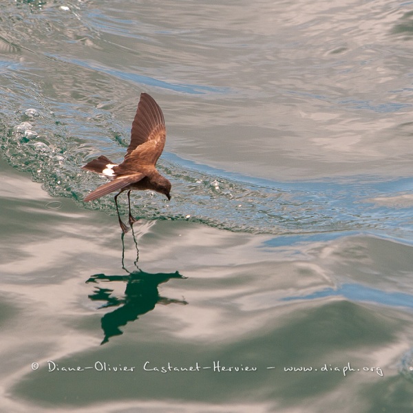 Petrel d'Elliot (Oceanites gracilis). Ile de Rabida. Galapagos