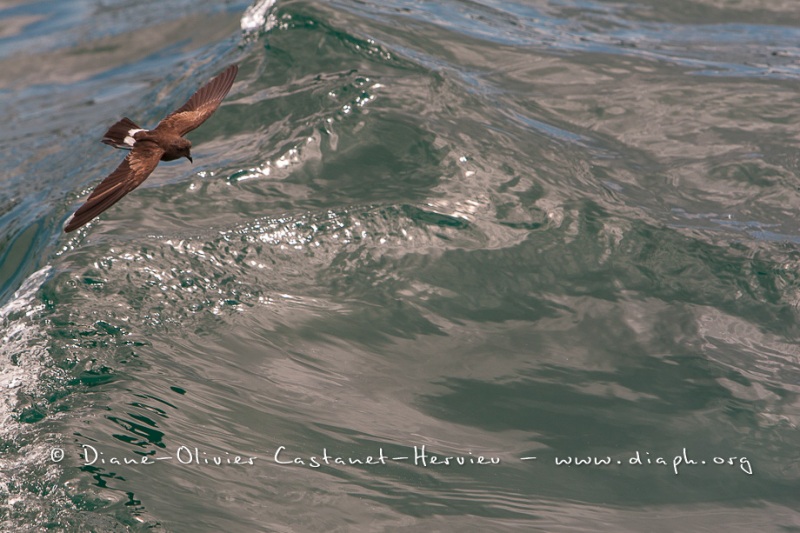 Petrel d'Elliot (Oceanites gracilis). Ile de Rabida. Galapagos