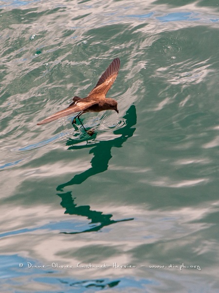 Petrel d'Elliot (Oceanites gracilis). Ile de Rabida. Galapagos