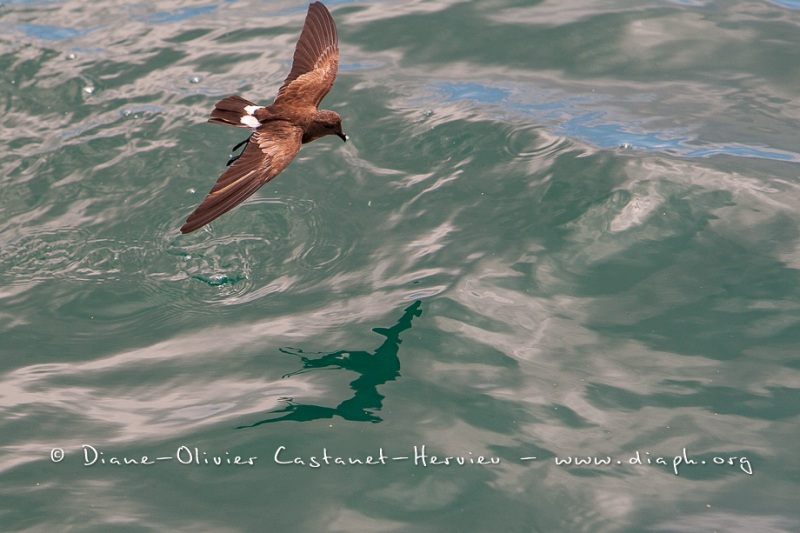 Petrel d'Elliot (Oceanites gracilis). Ile de Rabida. Galapagos