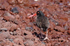 huitrier Pie d'amérique