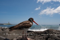 Huîtrier d'Amérique (Haematopus palliatus) - îles Galapagos