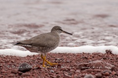 Chevalier de Baird (Calidris bairdii) - îles Galapago