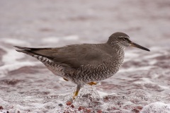 Chevalier de Baird (Calidris bairdii) - îles Galapago