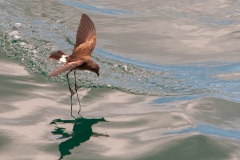 Petrel d'Elliot (Oceanites gracilis). Ile de Rabida. Galapagos