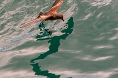 Petrel d'Elliot (Oceanites gracilis). Ile de Rabida. Galapagos