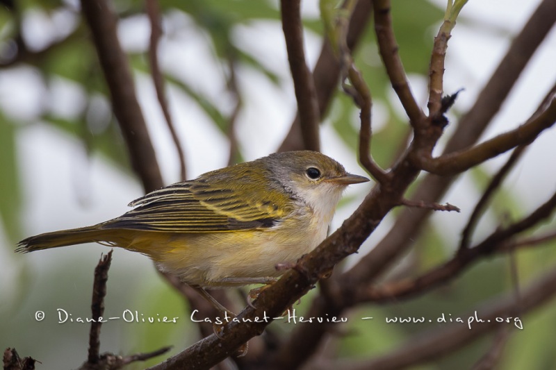 Paruline jaune dans les îles Galapagos