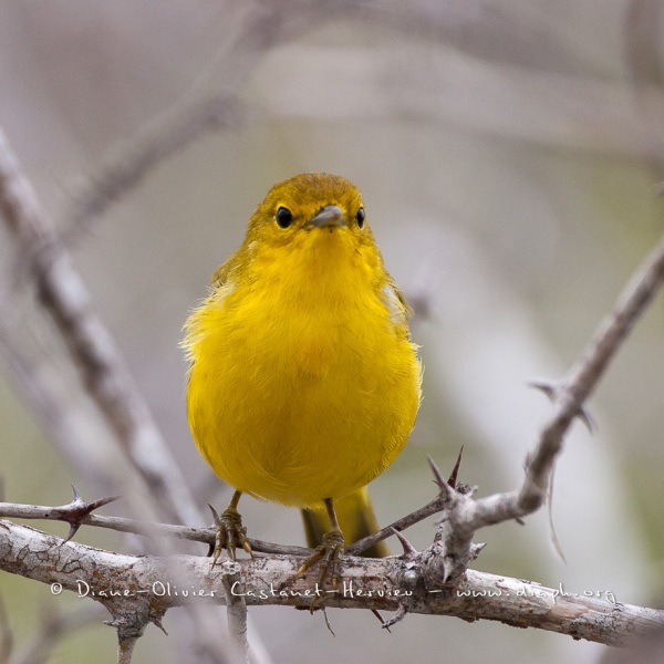 Paruline jaune dans les îles Galapagos