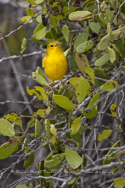 Paruline jaune dans les îles Galapagos