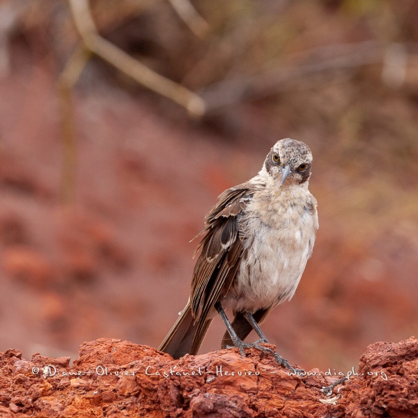 Moqueur des Galápagos (Mimus parvulus)