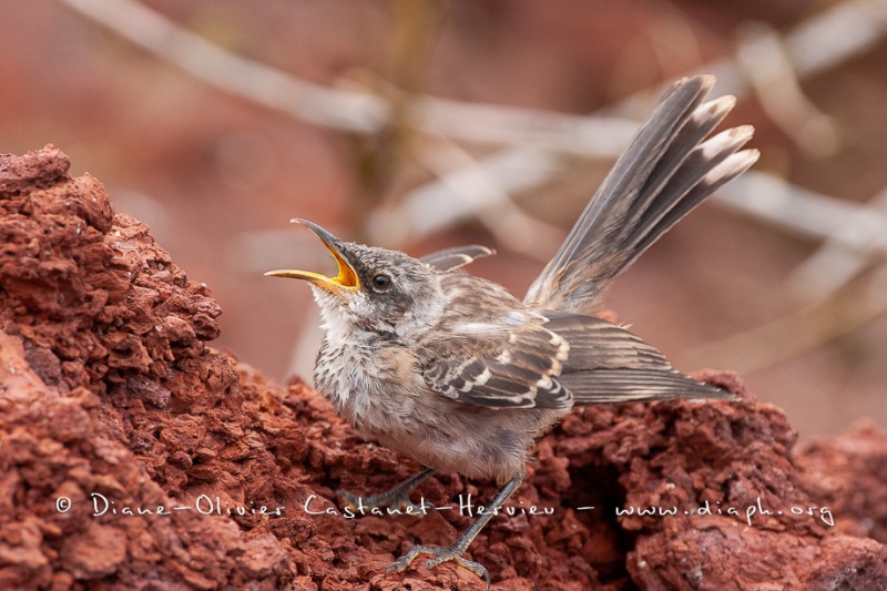 Moqueur des Galápagos (Mimus parvulus)