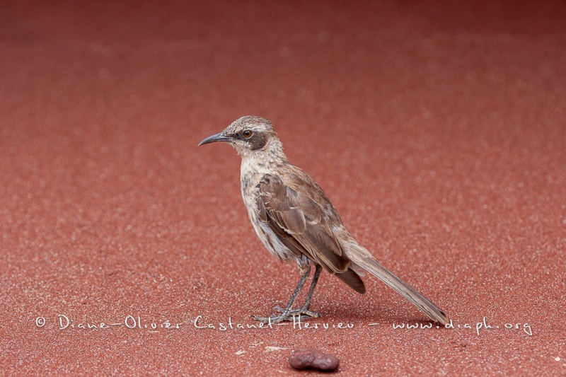 Moqueur des Galápagos (Mimus parvulus)