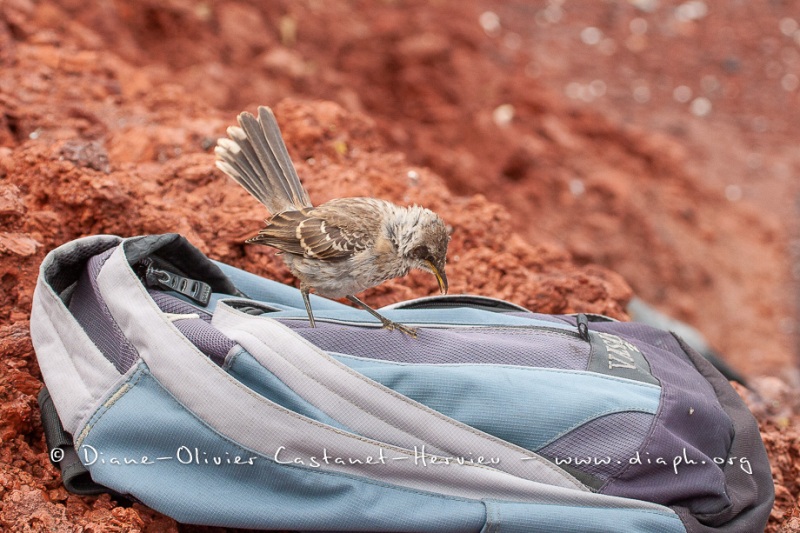 Moqueur des Galápagos (Mimus parvulus)