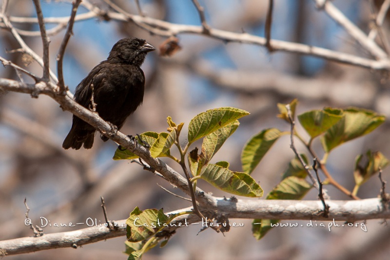 Pinsons des Galapagos