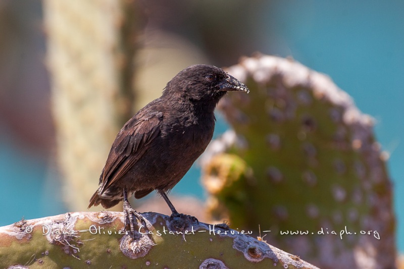 Pinsons des Galapagos