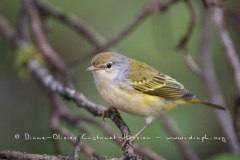 Paruline jaune dans les îles Galapagos