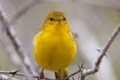 Paruline jaune dans les îles Galapagos