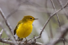 Paruline jaune dans les îles Galapagos