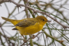 Paruline jaune dans les îles Galapagos