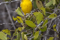 Paruline jaune dans les îles Galapagos