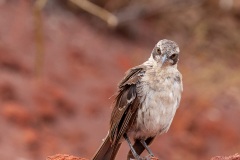 Moqueur des Galápagos (Mimus parvulus)