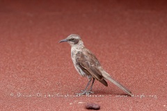 Moqueur des Galápagos (Mimus parvulus)