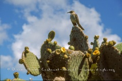 Moqueur des galapagos sur cactus géant