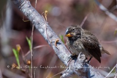 Pinsons des Galapagos