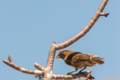 Pinsons des Galapagos