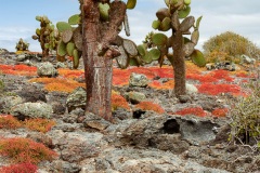 Cactus géant (Opuntia echios)