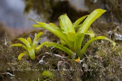 plantes épiphytes