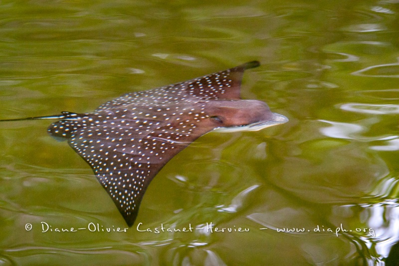 Raie léopard (Aetobatus narinari) - iîles Galapagos