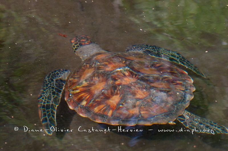 Tortue marine, île Galapagos