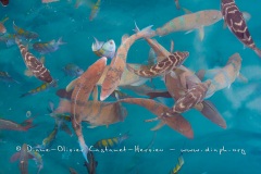 Poissons, îles Galapagos