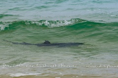 Requin pointe blanche dans une vague