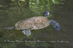 Tortue marine, île Galapagos