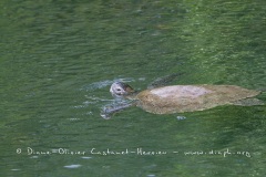 Tortue marine, île Galapagos