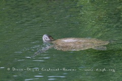 Tortue marine, île Galapagos