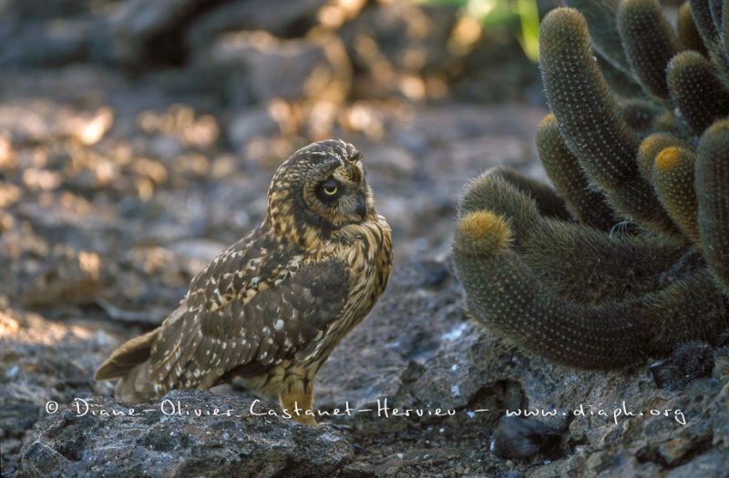 Hibou des marais des Galapagos (Asio flammeus galapagoensis) - île de Genovesa