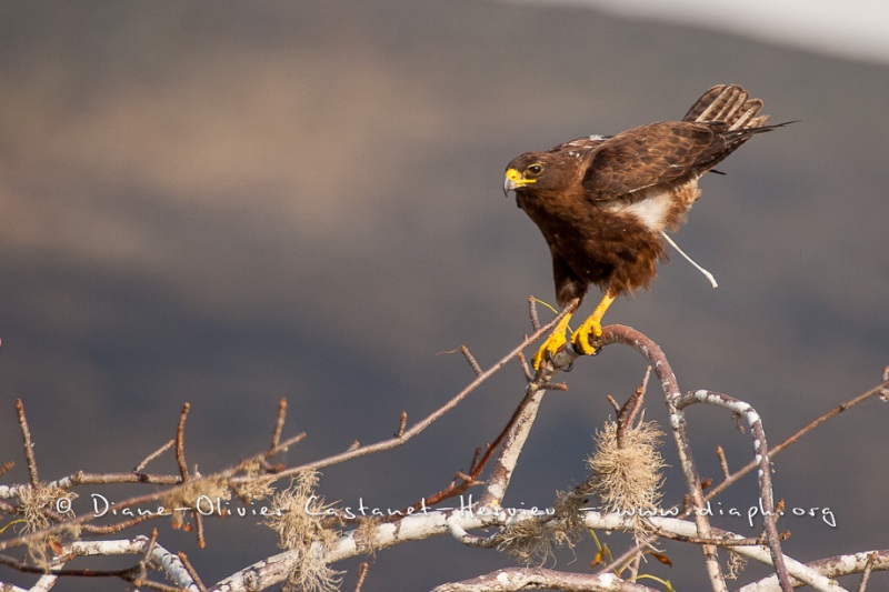 Buse des Galapagos (Buteo galapagoensis)