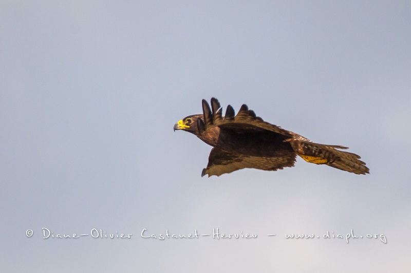 Buse des Galapagos (Buteo galapagoensis)