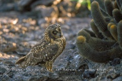 Hibou des marais des Galapagos (Asio flammeus galapagoensis) - île de Genovesa