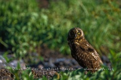 Hibou des marais des Galapagos (Asio flammeus galapagoensis) - île de Genovesa