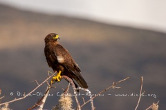 Buse des Galapagos (Buteo galapagoensis)