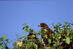 Buse des Galapagos (Buteo galapagoensis) - île de Santiago