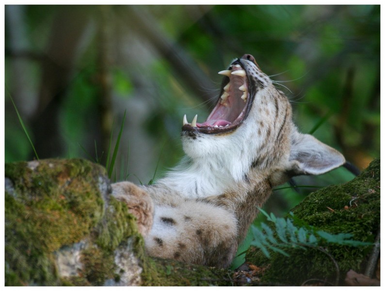 Lynx boréal (Lynx lynx)