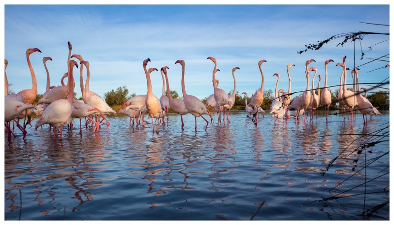 Groupe de flamants roses