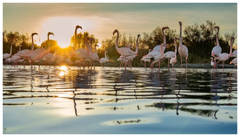 Flamants roses au soleil couchant