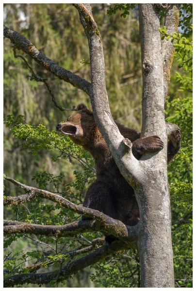 Ours brun d'Europe (Ursus arctos arctos)